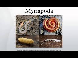 Attēlu rezultāti vaicājumam “Myriapoda”