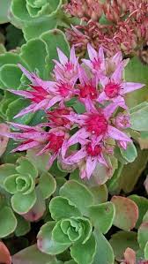 Attēlu rezultāti vaicājumam “Phedimus spurius”