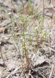 Attēlu rezultāti vaicājumam “Arenaria serpyllifolia flower”