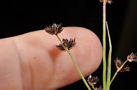 Attēlu rezultāti vaicājumam “Juncus articulatus”