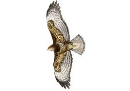 Attēlu rezultāti vaicājumam “Buteo buteo”