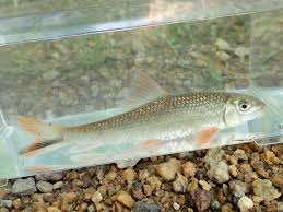 Image result for Moxostoma hubbsi