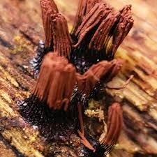 Attēlu rezultāti vaicājumam “Stemonitis splendens spores”