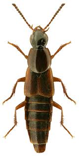 Attēlu rezultāti vaicājumam “Quedius dilatatus”