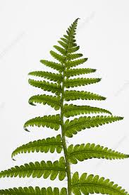 Attēlu rezultāti vaicājumam “Dryopteris”