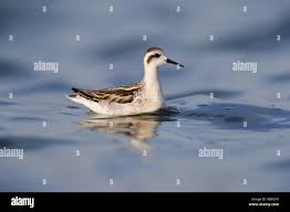 Attēlu rezultāti vaicājumam “Phalaropus lobatus”