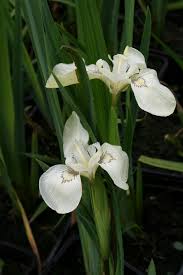 Attēlu rezultāti vaicājumam “Iris pseudacorus flower”
