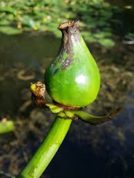 Attēlu rezultāti vaicājumam “Nuphar lutea fruit”