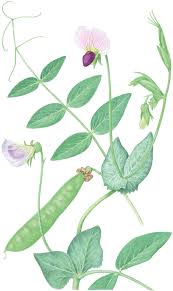 Attēlu rezultāti vaicājumam “Pisum sativum leaf”