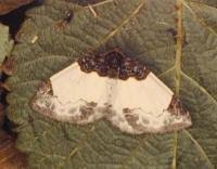 Attēlu rezultāti vaicājumam “Mesoleuca albicillata”