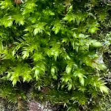 Attēlu rezultāti vaicājumam “Brachythecium rutabulum”