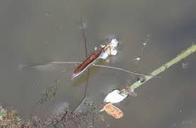 Attēlu rezultāti vaicājumam “Limnoporus rufoscutellatus”