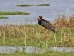 Attēlu rezultāti vaicājumam “Ciconia nigra adult”