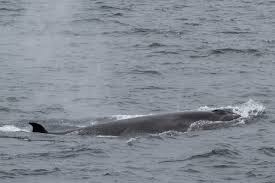 Image result for Balaenoptera borealis