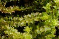 Attēlu rezultāti vaicājumam “Barbilophozia barbata”