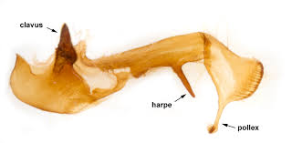 Attēlu rezultāti vaicājumam “Oligia sp.”