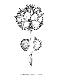 Attēlu rezultāti vaicājumam “Ranunculus acris fruit”