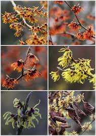 Attēlu rezultāti vaicājumam “Hamamelis mollis”