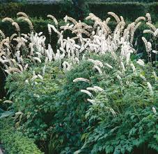 Image result for Silberkerze