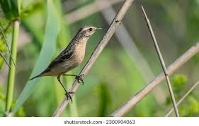 Attēlu rezultāti vaicājumam “Saxicola rubetra adult”