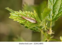 Attēlu rezultāti vaicājumam “Nabis limbatus”