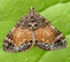 Attēlu rezultāti vaicājumam “Dysstroma truncata”