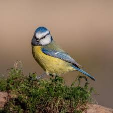 Image result for Cyanistes caeruleus