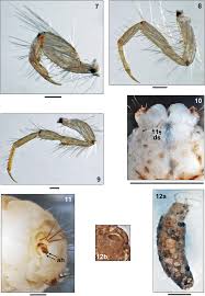 Attēlu rezultāti vaicājumam “Oecetis ochracea”