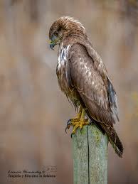 Attēlu rezultāti vaicājumam “Buteo buteo”