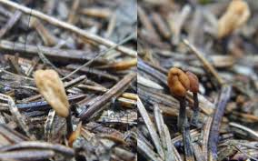 Attēlu rezultāti vaicājumam “Heyderia abietis”