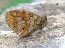 Attēlu rezultāti vaicājumam “Brenthis ino upperside”