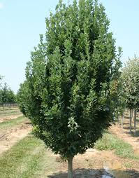 Attēlu rezultāti vaicājumam “Quercus robur Fastigiata”