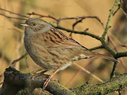 Attēlu rezultāti vaicājumam “Prunella modularis”