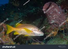 Image result for Lutjanus apodus