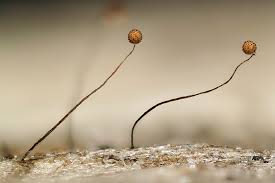 Attēlu rezultāti vaicājumam “Cribraria microcarpa”