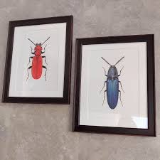 Attēlu rezultāti vaicājumam “Cucujus cinnaberinus”