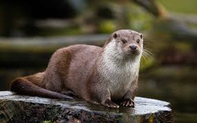 Image result for Otters Old Time Dance Club