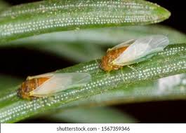 Attēlu rezultāti vaicājumam “Sacchiphantes abietis”