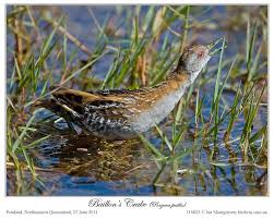 Image result for Porzana pusilla