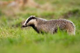 Attēlu rezultāti vaicājumam “Meles meles”