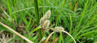 Attēlu rezultāti vaicājumam “Eriophorum angustifolium flower”
