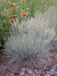 Attēlu rezultāti vaicājumam “Festuca ovina flower”