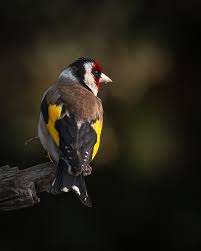 Attēlu rezultāti vaicājumam “Carduelis carduelis”