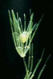 Attēlu rezultāti vaicājumam “Chara aspera male”