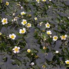 Attēlu rezultāti vaicājumam “Batrachium”