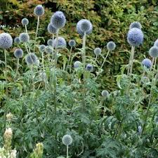 Image result for Frostabella ginsterfarmii