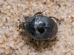 Attēlu rezultāti vaicājumam “Hypocaccus rugiceps”