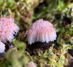 Attēlu rezultāti vaicājumam “Stemonitis marjana macro”