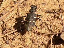 Attēlu rezultāti vaicājumam “Cicindela sylvatica”