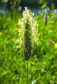 Attēlu rezultāti vaicājumam “Alopecurus pratensis flower”